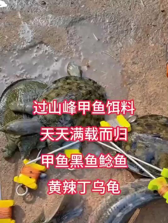 钓甲鱼摸爬18年，师傅才教的真秘方，有甲鱼就能让它上钩！