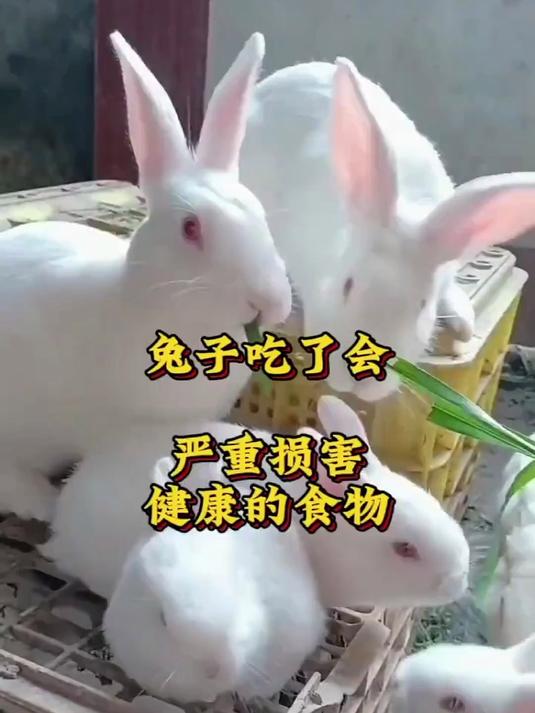 养肉兔必知!这些食物兔子吃了严重损健康,养兔人快避雷