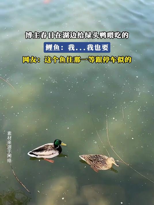 #旅游创作季#博主春日在湖边给绿头鸭喂吃的,鲤鱼:我……我也要,网友:这个鱼往那一等跟停车