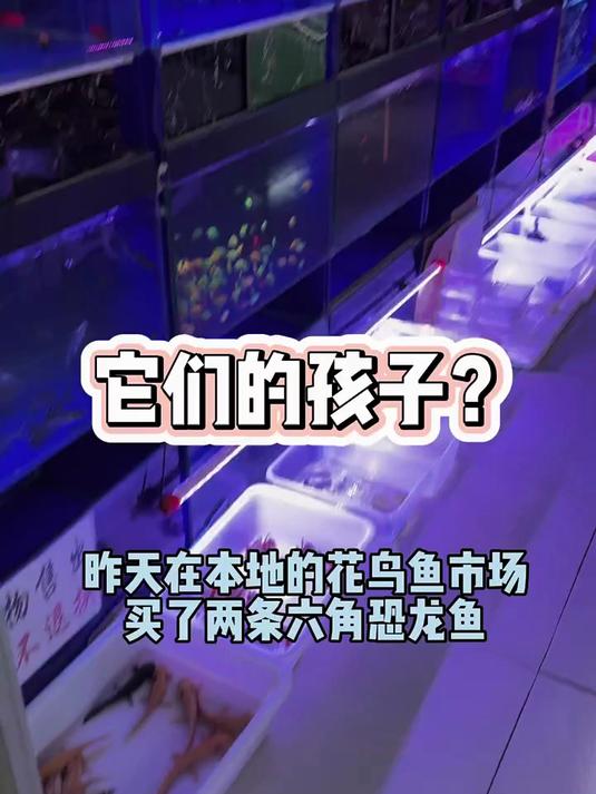 它们的孩子？#六角恐龙鱼