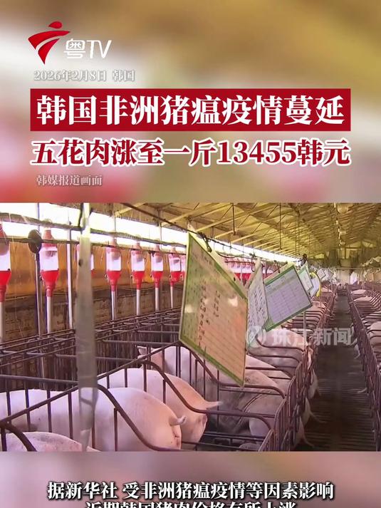 韩国非洲猪瘟疫情蔓延 五花肉涨至一斤13455韩元#韩国##猪瘟##猪肉#