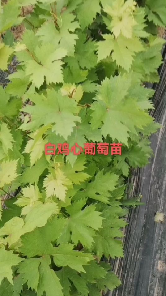 白鸡心葡萄苗长势良好!