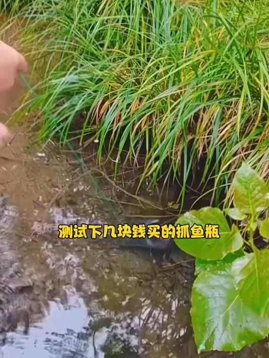 这个捕鱼瓶太好玩了，小朋友都爱玩，捕鱼捕虾捕蟹都可以！