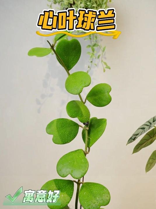 老婆入手了这款心叶球兰,盆栽多叶多肉植物,四季常绿生命来更强