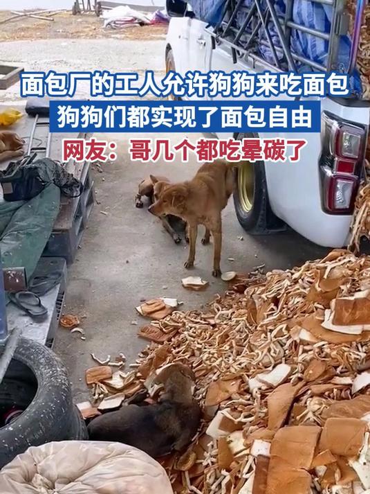 面包厂的工人允许狗狗来吃面包 狗狗们都实现了面包自由 网友:哥几个都吃晕碳了