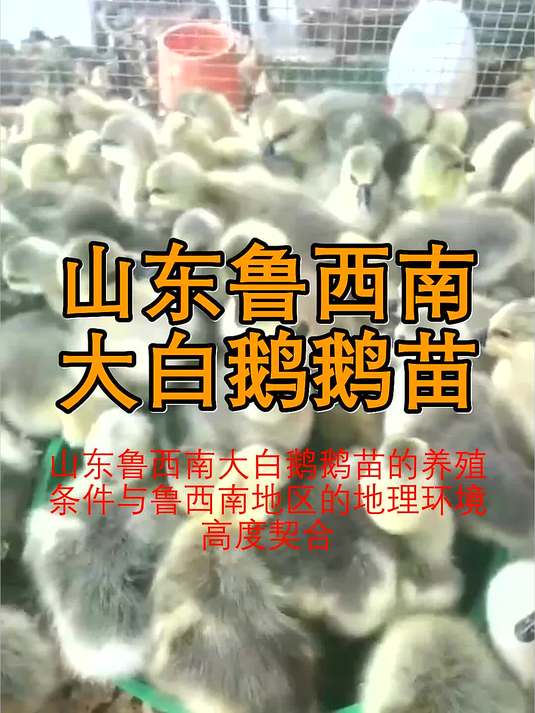 山东大三花鹅苗多少钱一只