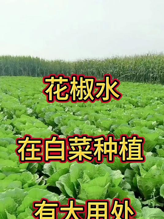 花椒水在白菜种植有大用处
