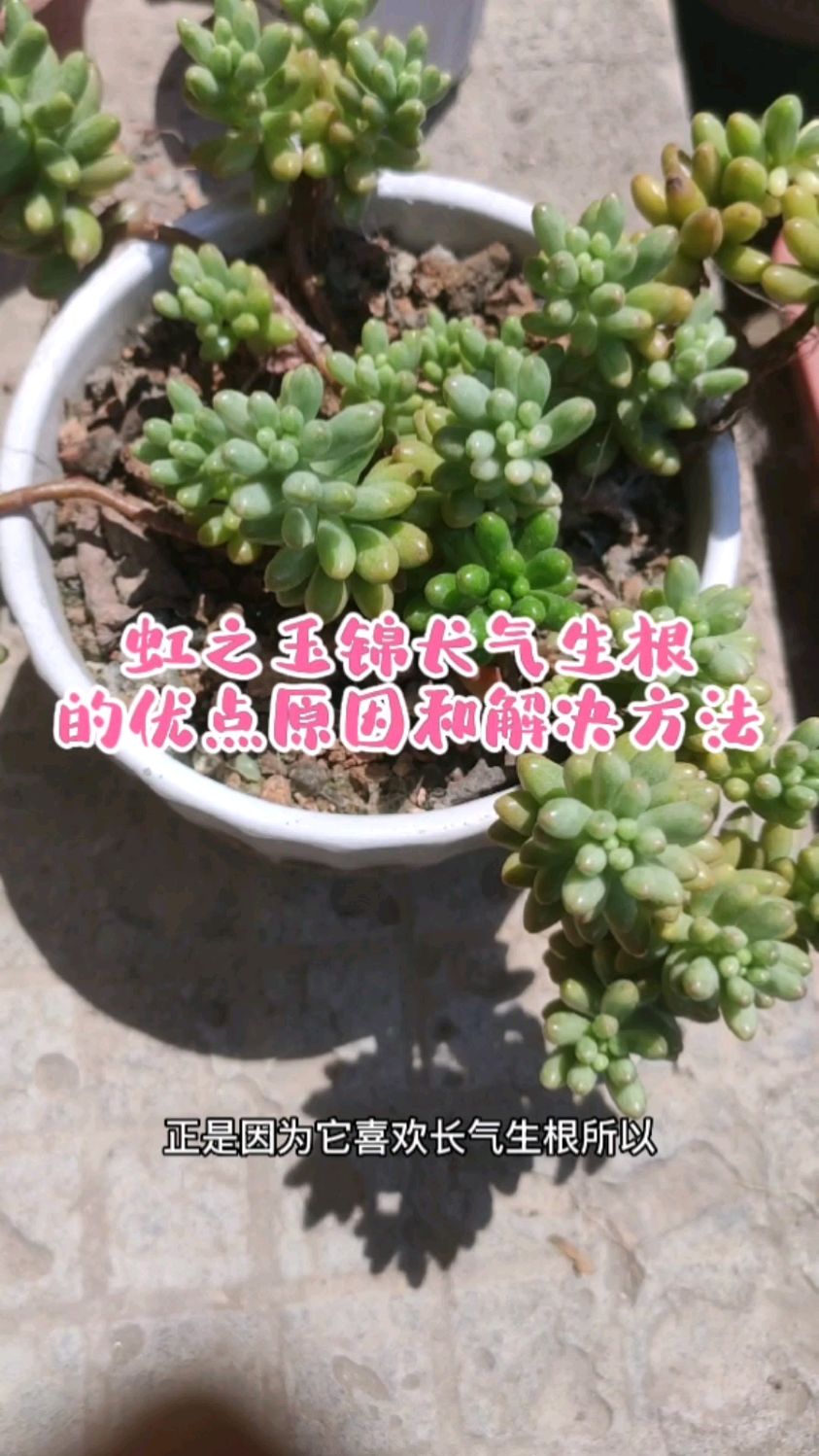 虹之玉锦爱长“气生根”,优点是啥?如果不喜欢,又如何防止?
