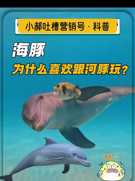 吐槽营销号——《海豚喜欢河豚？》《鱼会开口 “说人话”？》