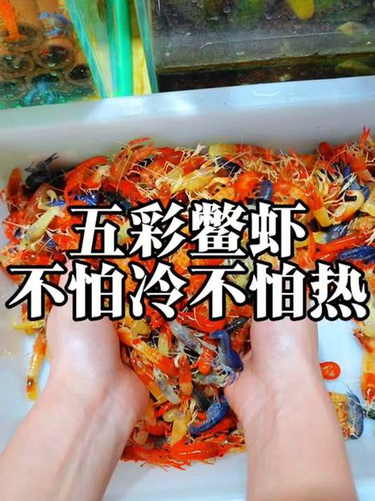 冬天不冷夏天不热 鱼缸有五彩鳖虾 清洁大师来啦