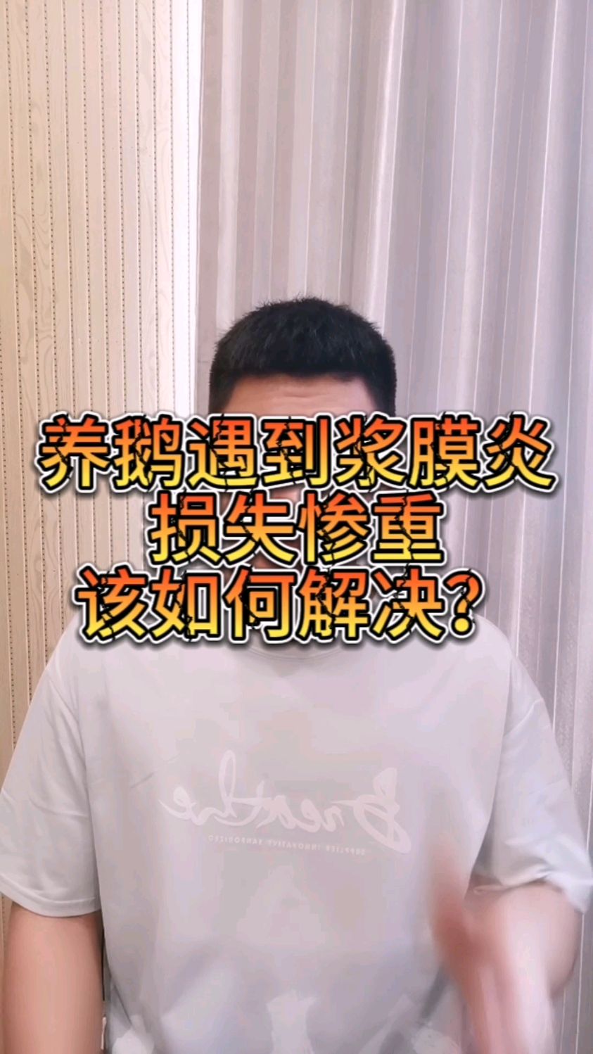 鹅浆膜炎 鹅浆膜炎症状与治疗方案 鹅浆膜炎用什么药 鹅浆膜炎疫苗 鹅浆膜炎治疗最佳药