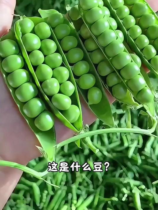 豆子大全,有你认识的豆子吗?