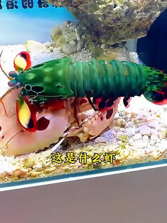 这是什么虾!