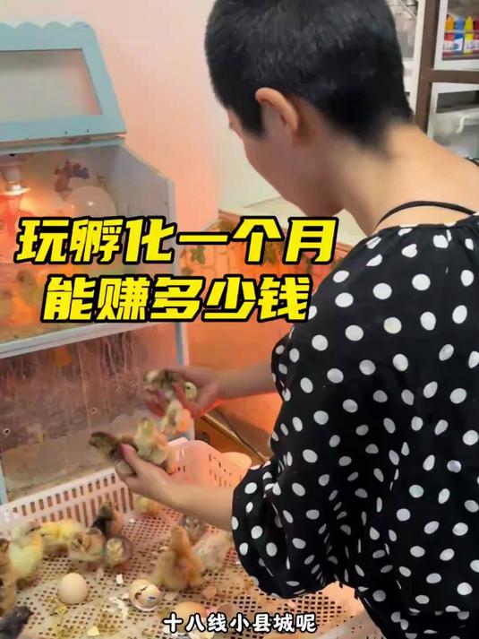 养观赏鸡赚钱吗？你们一直都很关心的问题！#人工孵化#