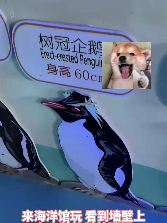 来海洋馆玩 看到墙壁上 有企鹅的科普壁画