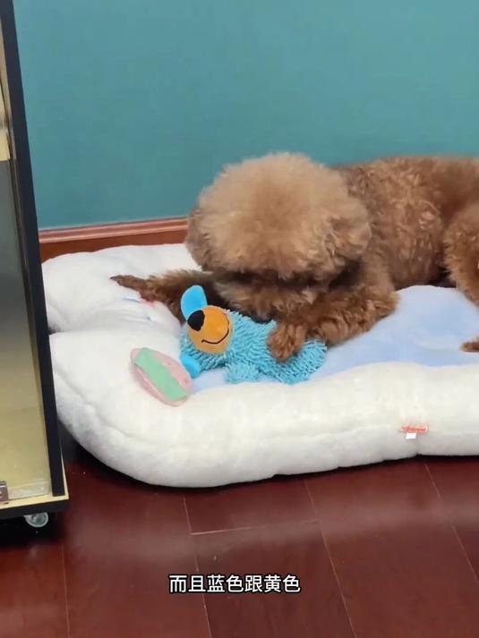 狗狗发声互动玩具!拖把绒呆萌,啃咬投掷磨牙训练毛绒