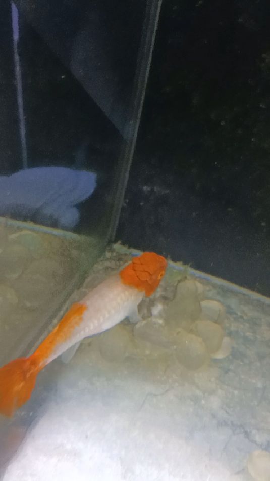 鸿运当头孔雀鱼头部发瘤子太威猛