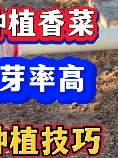 高温天气种植香菜出苗齐出苗快出芽率高的种植技巧