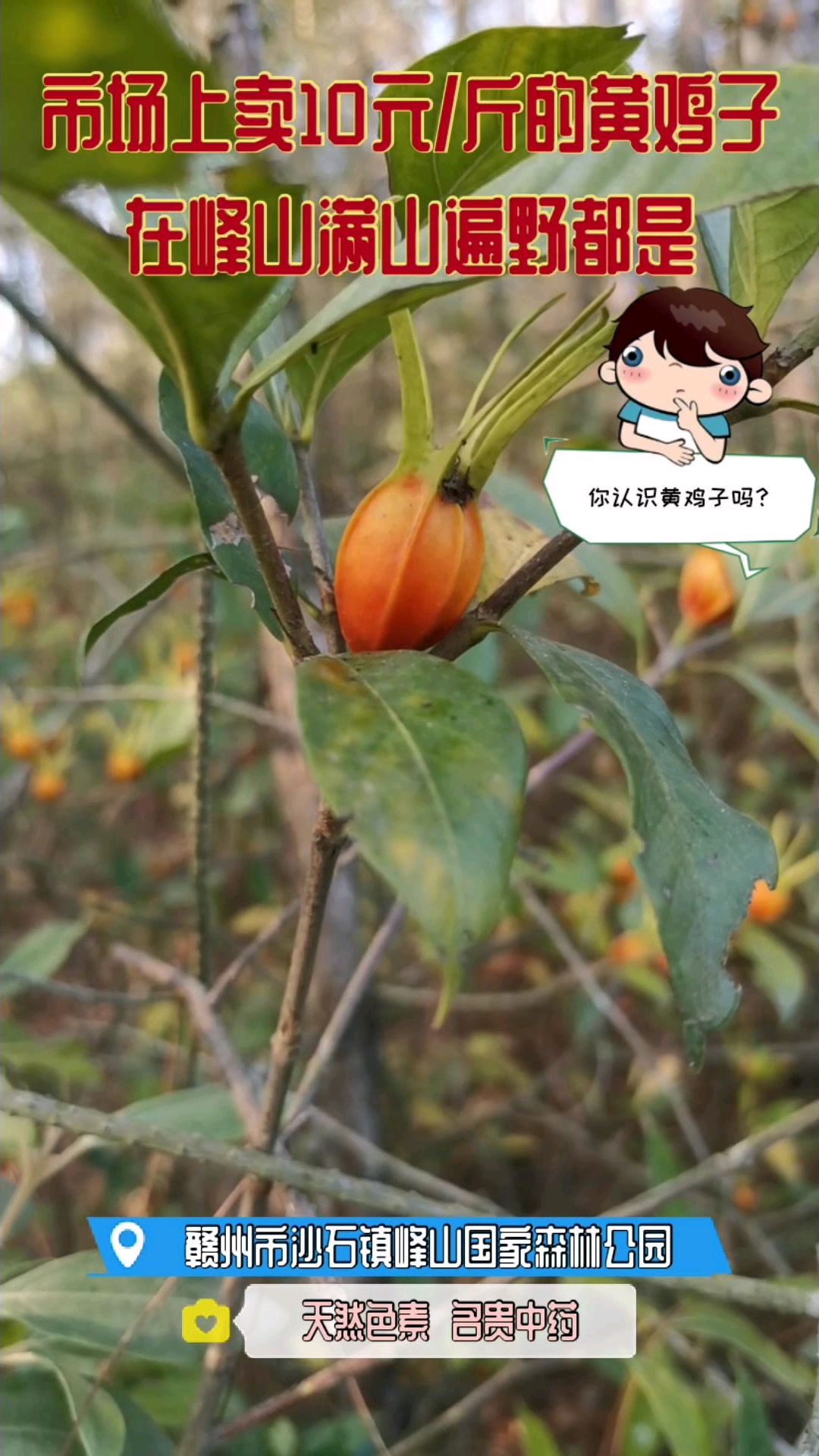 峰山国家森林公园满山遍野的黄鸡子!