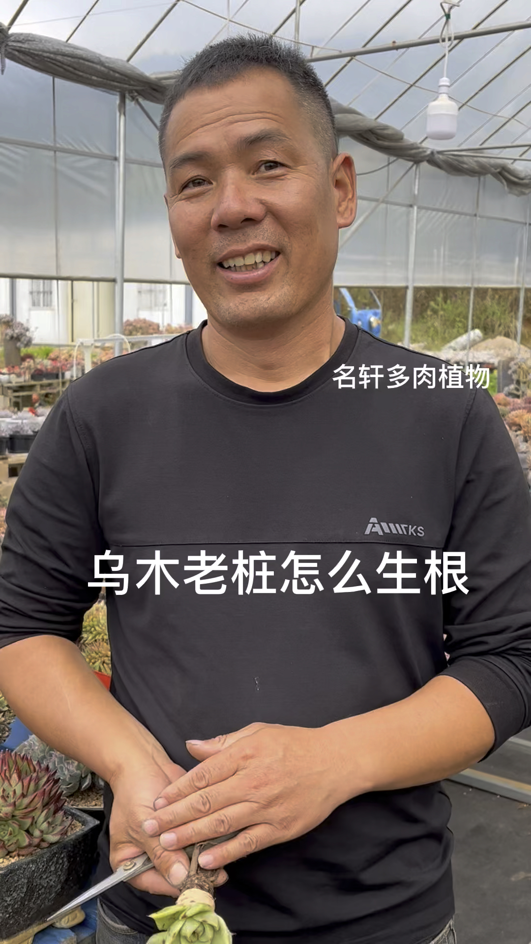 多肉植物乌木老桩快速生根