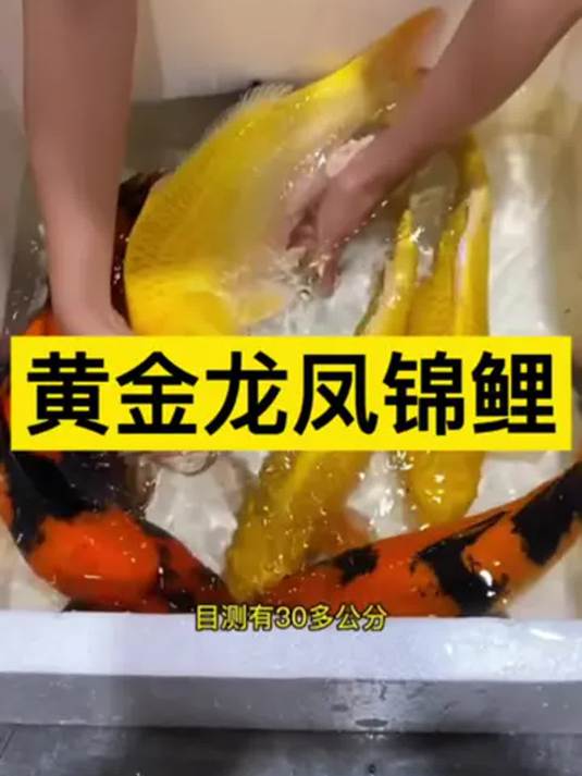 黄金龙凤锦鲤 冷水观赏鱼 美到超乎想象