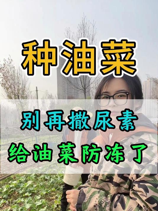 油菜别再撒尿素来防冻了