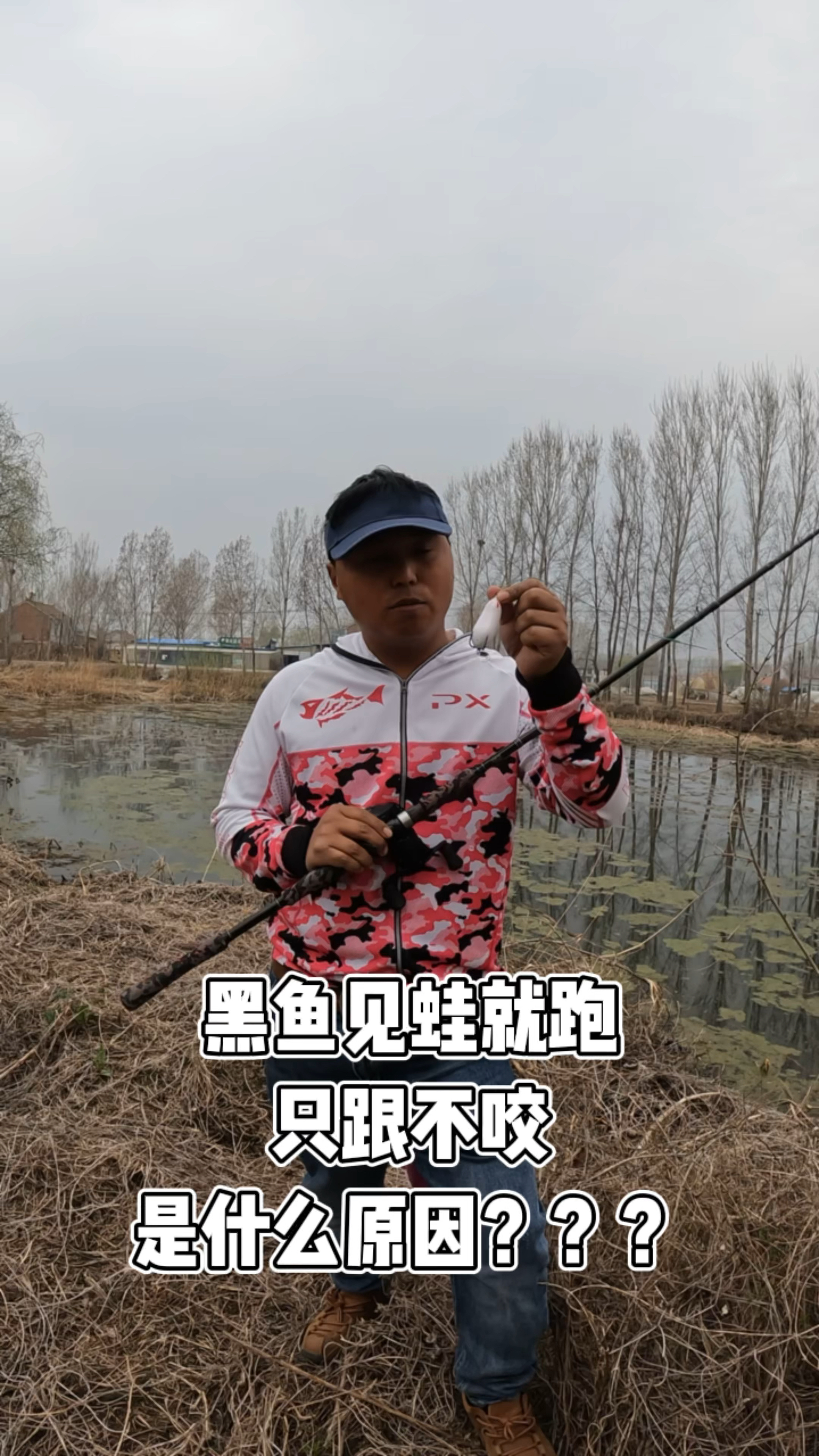 黑鱼见蛙就跑,只跟不咬,看见鱼怎么都也不咬是什么原因!