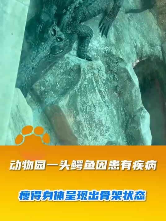 动物园一头鳄鱼因患有疾病,瘦得身体呈现出骨架状态