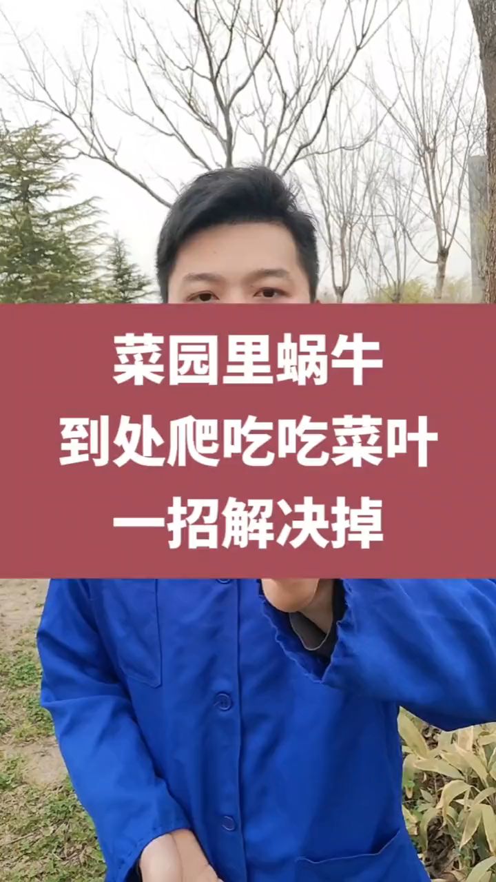 草地里蜗牛到处爬吃菜叶子一招教你解决