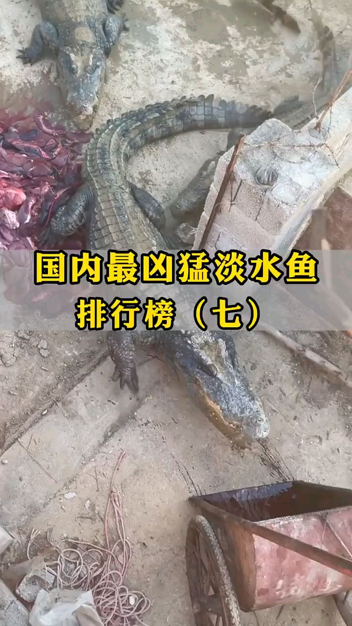 国内最凶猛淡水鱼排行榜7