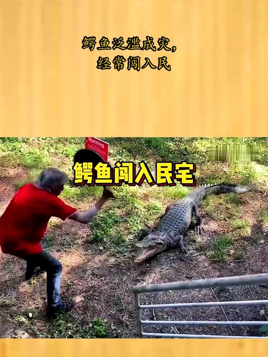 鳄鱼泛滥成灾,经常闯入民
