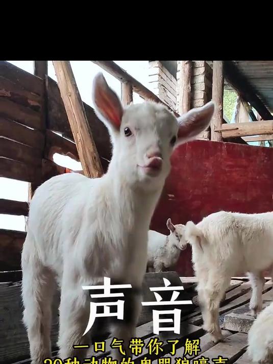 一口气带你认识20种动物的叫声,哪些让你最意外
