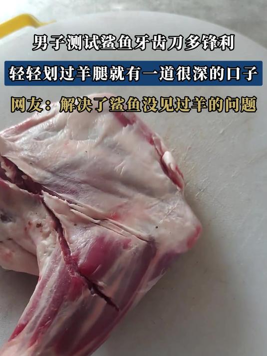 男子测试鲨鱼牙齿刀多锋利,轻轻划过羊腿就有一道很深的口子