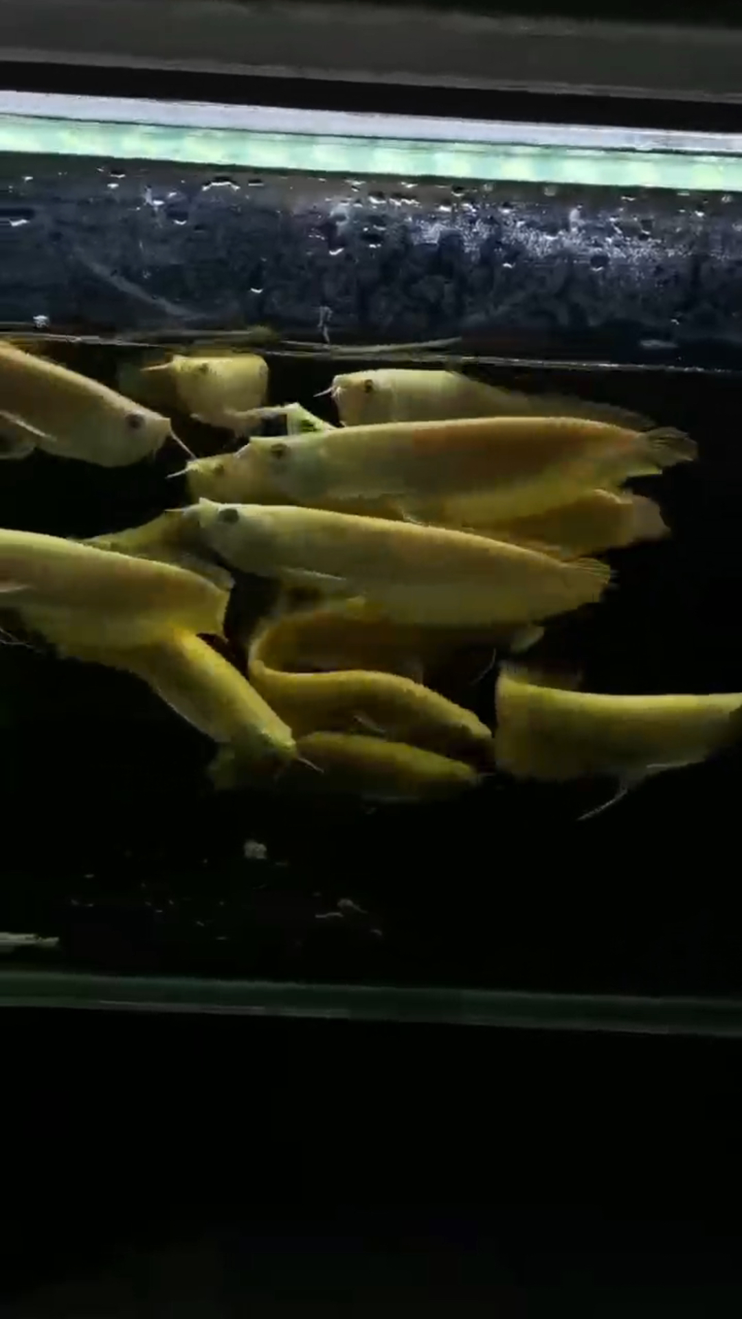 超级鲨鱼嘴黄化银龙鱼!