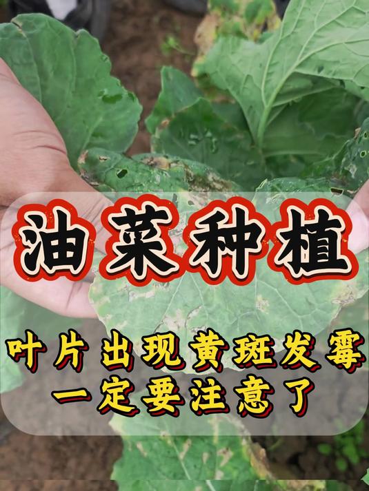 油菜叶片出现黄斑发霉一定要注意了