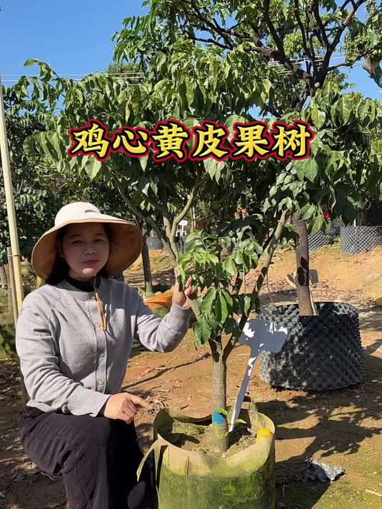 果香味非常浓郁的鸡心黄皮 口感九分甜一分酸 树形优美 鸡心黄皮