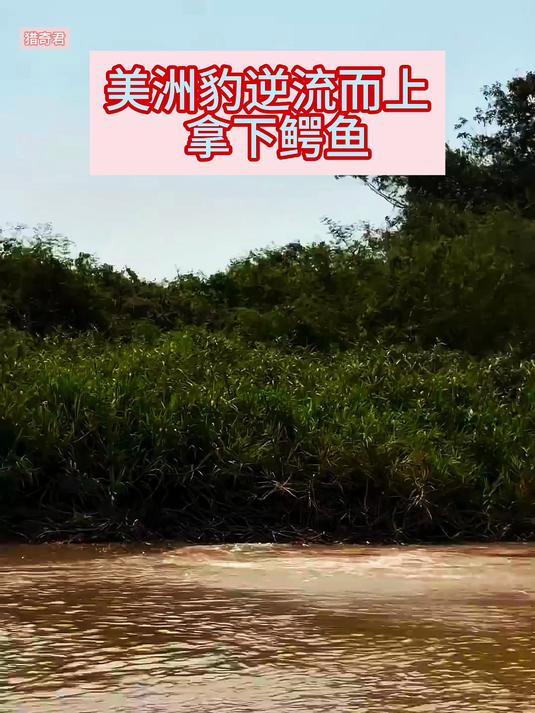 逆流而上，浑水摸鱼，还真让美洲豹摸到了一条大鳄鱼！