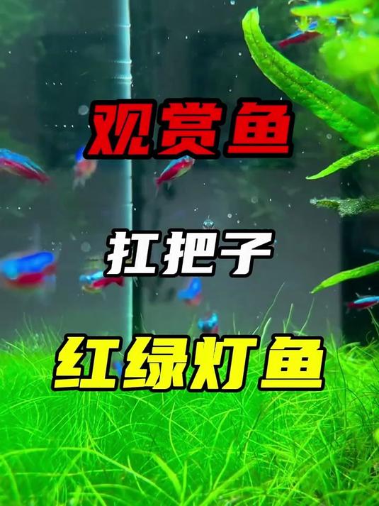 这么神奇的观赏鱼你肯定没见过！