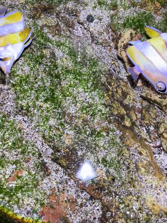 好看的火箭鱼,最后有惊喜