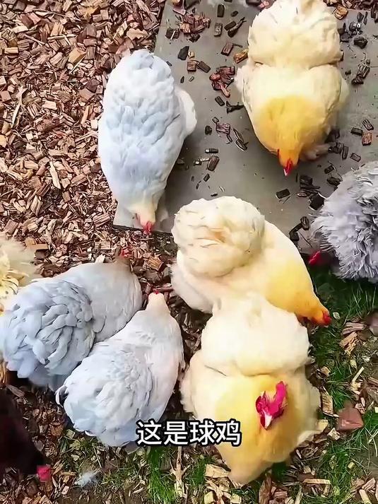 分享15种鸡，你朋友都吃过几种？