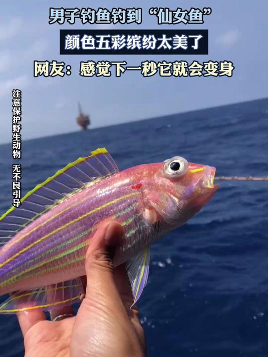 男子钓鱼钓到“仙女鱼”,颜色五彩缤纷太美了