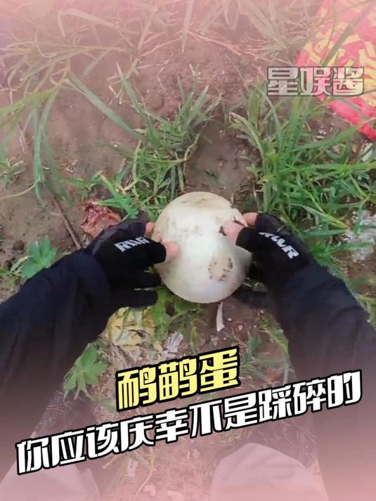 鸸鹋蛋：我是臭蛋，你是傻蛋 震惊 万万没想到