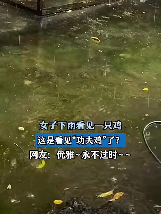 女子下雨看见一只鸡，这是看见功夫鸡了，网友：优雅~永不过时~