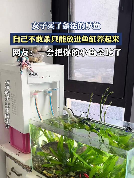 女子买了条活的鲈鱼,自己不敢杀只能放进鱼缸养起来
