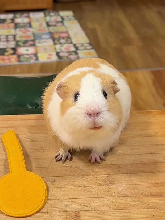 猪妞asmr吃“火鸡面”！