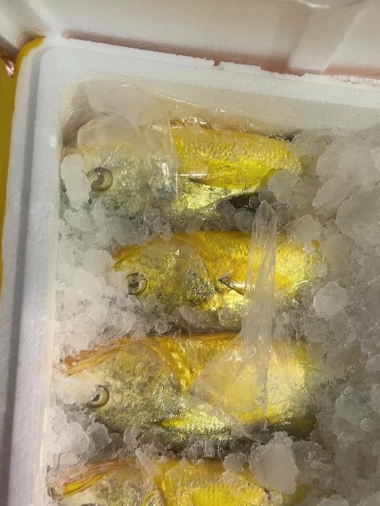 野生大黄鱼 纯正东海拖网捕的大黄鱼 金灿灿的海鲜美味