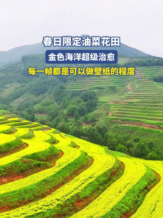 春日限定油菜花田,金色海洋超级治愈