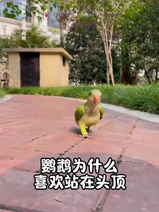鹦鹉为什么喜欢站在人的头顶上