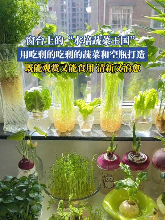 窗台上的“水培蔬菜王国”,用吃剩的吃剩的蔬菜和空瓶打造