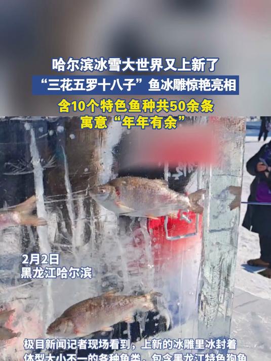 哈尔滨冰雪“三花五罗十八子”鱼冰雕亮相，寓意“年年有余”